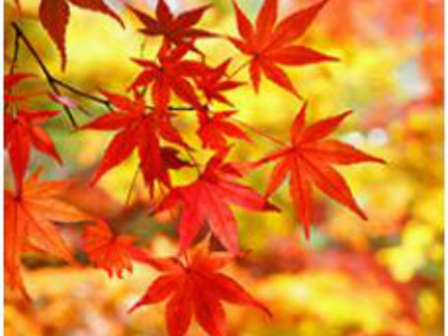 11月
